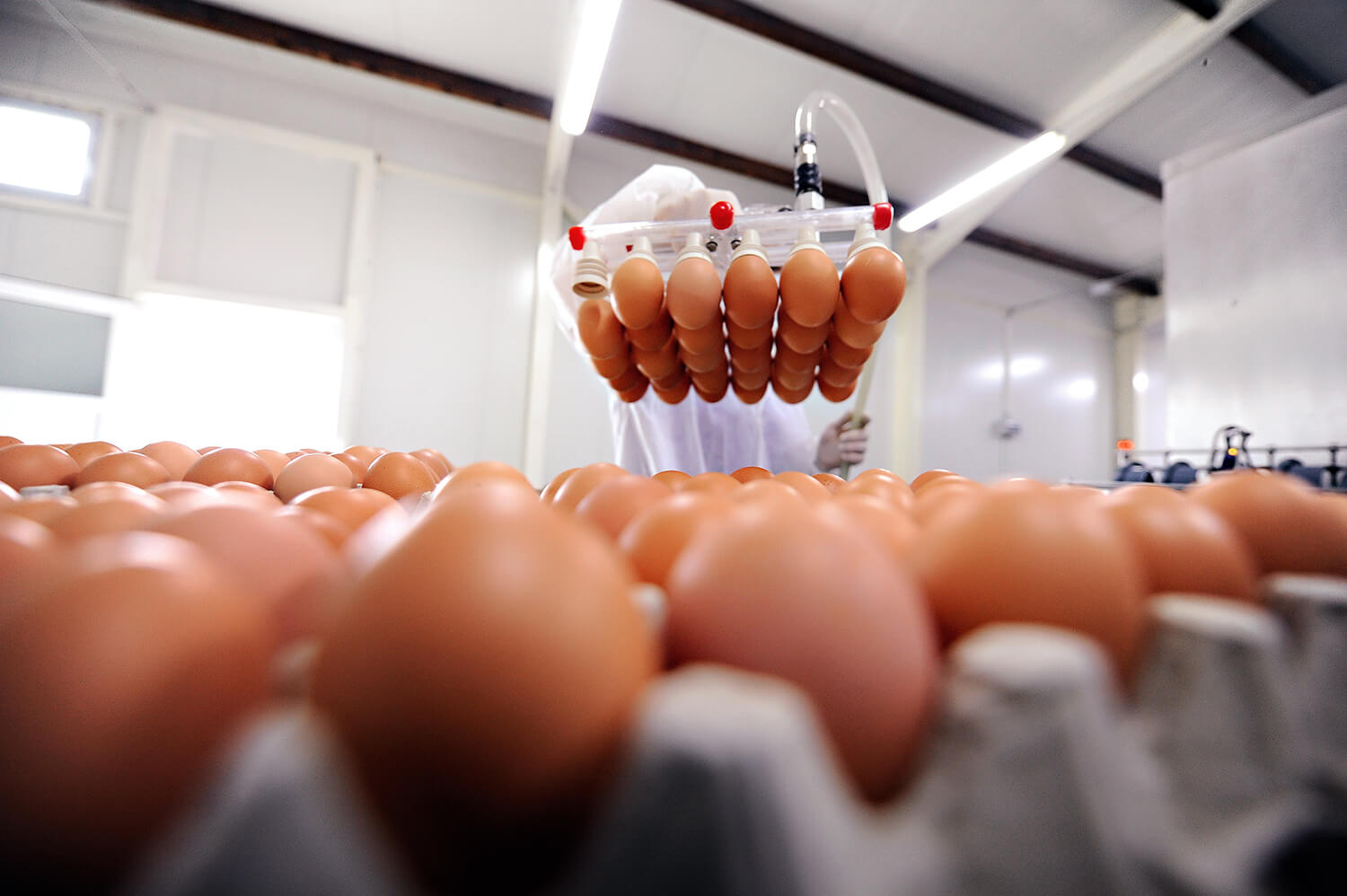 food-safe environments egg processing
